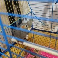 دو عدد طوطی عروس معاوضه و فروش