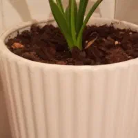 فروش گل وگلدون
