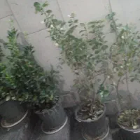 گل شمشاد