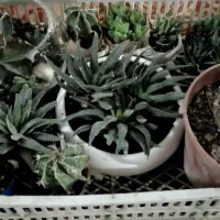 تخفیف ویژه روز مادر