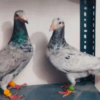 کبوتر صید|پرنده|شیروان (خراسان), |دیوار