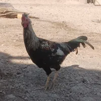 جوجه خروس محلی اصل دارویی و نگهداری|حیوانات مزرعه|مرودشت, رودبال|دیوار