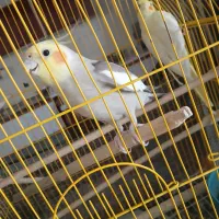 عروس هلندی|پرنده|اصفهان, نصرآباد|دیوار