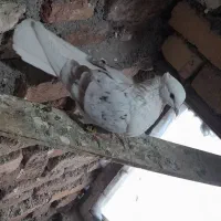 گرده ای|پرنده|دورود, |دیوار