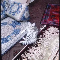 گربه ام از جمعه گمشده