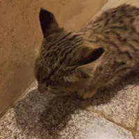 گربه|گربه|کرج, اتحاد|دیوار