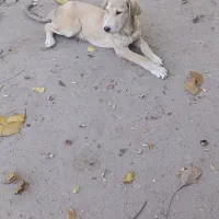 ماده پژدر بااصالت