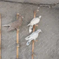 هفت رنگ|پرنده|سبزوار, هویزه|دیوار