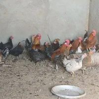 فروش مرغ خانگی