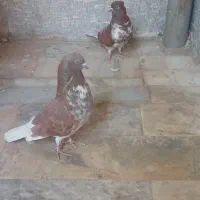 کفتر|پرنده|شهر ری, ظهیرآباد|دیوار