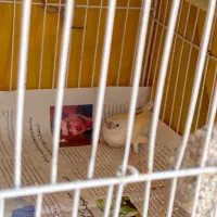 فنچ گلدین|پرنده|مشهد, توس (بلوار توس)|دیوار