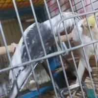 دوعدد عروس هلندی لوتینو دوکت نر وماده