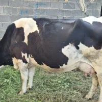 گاو شیر ده