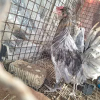 خروس گلین طوسی بقلمون نر و ماده|حیوانات مزرعه|شیراز, رکنآباد|دیوار