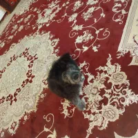 واگذاری سگ شیتزو|سگ|مشهد, عبادی|دیوار