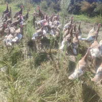 بوقلمون بوربن