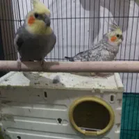 عروس هلندی نرو ماده