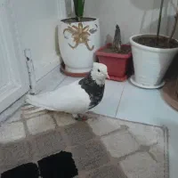 طوقی هفت رنگ نر پاک|پرنده|مشهد, کوی ولیعصر|دیوار