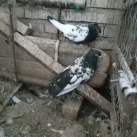 کبوتر