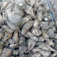 چغندر|خدمات باغبانی و درختکاری|آشخانه, |دیوار