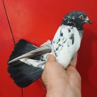 کفترپاکستانی . شهرستانی (گرفتنی بلندی)