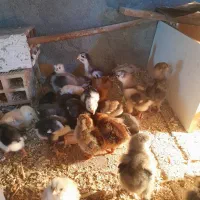 جوجه از ۱۰روز تا یک ما گلین لری