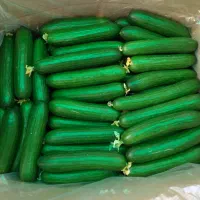 خیار مجلسی و خیارشوری