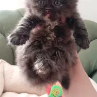 پرشین|گربه|مشهد, سعد آباد|دیوار