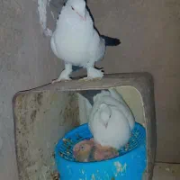 دو جفت کفتر دم سیاه و دم سفید ملقی