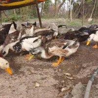 اردک محلی به تعداد زیاد