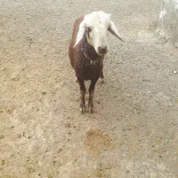 بره قوچ افشار کبود|حیوانات مزرعه|خنداب, |دیوار