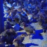نیمچه مرغ و خروس ۴۰۰ گرمی