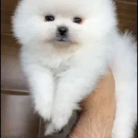 فروش به علت مهاجرت