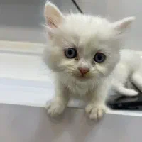 گربه|گربه|درگهان, |دیوار