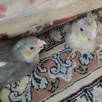 عروس هلندی|پرنده|نشتارود, |دیوار