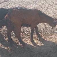 دوعددکهرهنربفروشمیرسدمشتریواقعیتماسبگیرد|حیوانات مزرعه|فاریاب, |دیوار