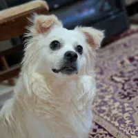 واگذاری رایگان پامر اشپیتز