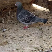 پرستو و مگس ماده