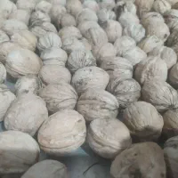گردو لرستان