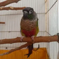 گرینچیک فوق العاده دستی