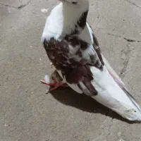 کبوتر ماده سرحال