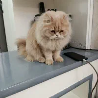 گربه پرشین واگذار
