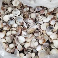 صدف دریا خلیج فارس