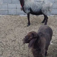 میش بره افشاری