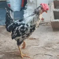 خروس گلین