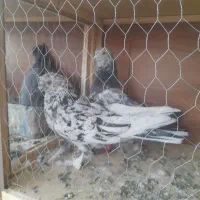 چند عدد کبوتر خوب و ی جفت پشت دار نوک ریز|پرنده|بهارستان, |دیوار