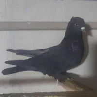 فروش کبوتر|پرنده|نقده, |دیوار