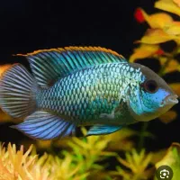 انواع ماهی بلواکارا آنجل گلدفیش فلاور معاوضه پرنده