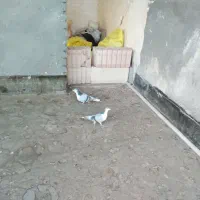 کفتر برشی|پرنده|جلگه رخ, |دیوار