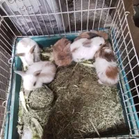 ۱۰عددخرگوش لپی یک میلیون